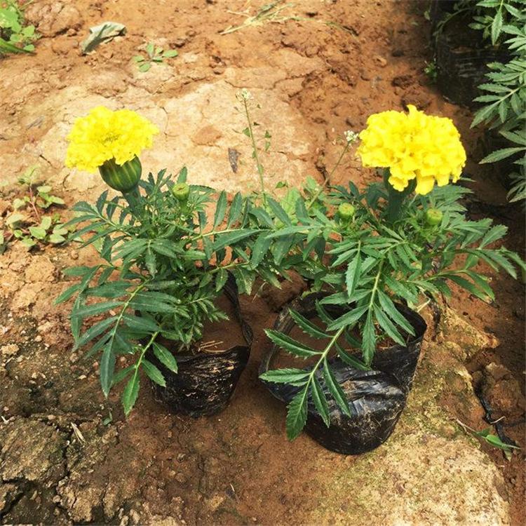 宿根万寿菊 万寿菊直销 青州花卉苗木