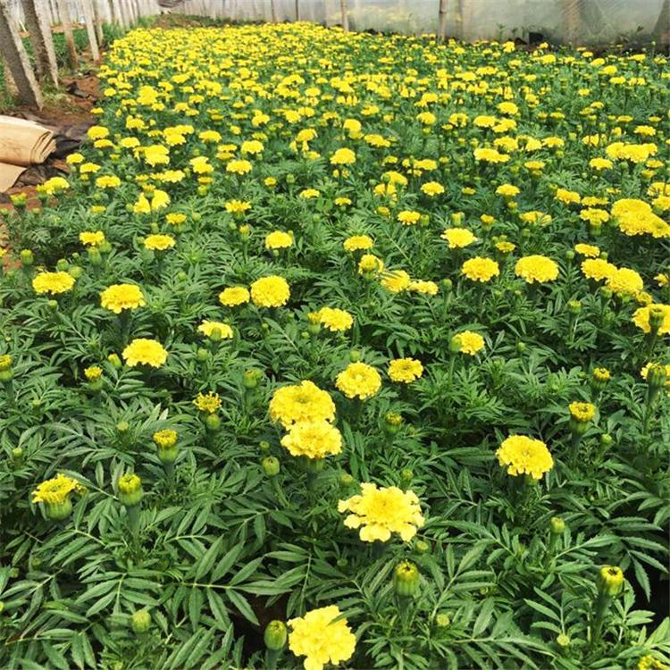 宿根万寿菊 万寿菊价格 青州花卉苗木