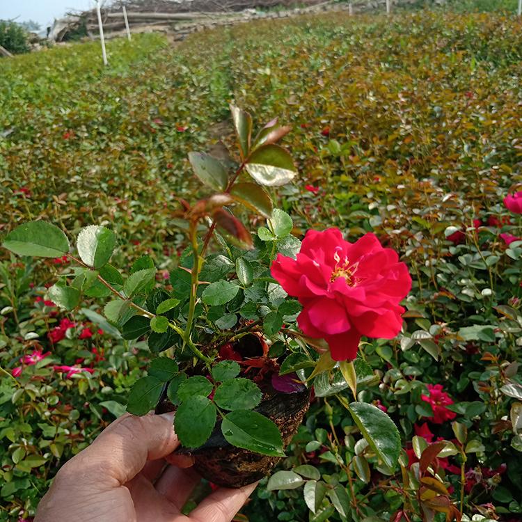 月季供应商 庭院花卉 青州丰花月季