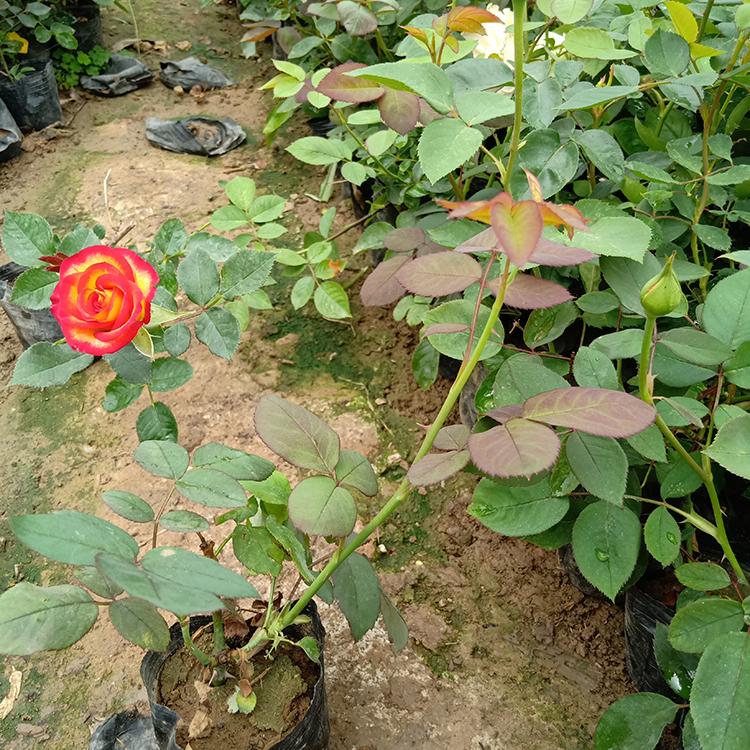 订购报价 丰花月季 月季供应商