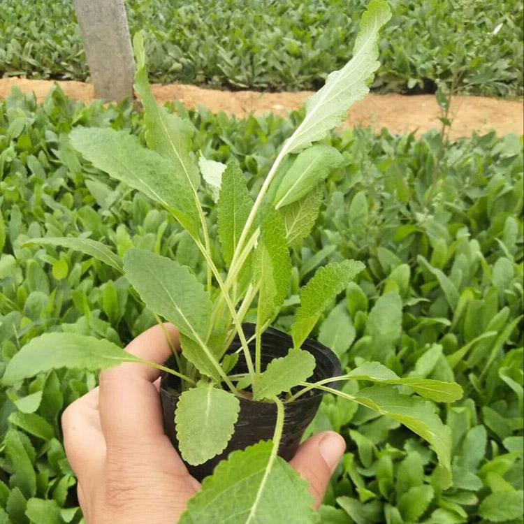 宿根鼠尾草 鼠尾草批发商 山东鼠尾草批发商 批量销售