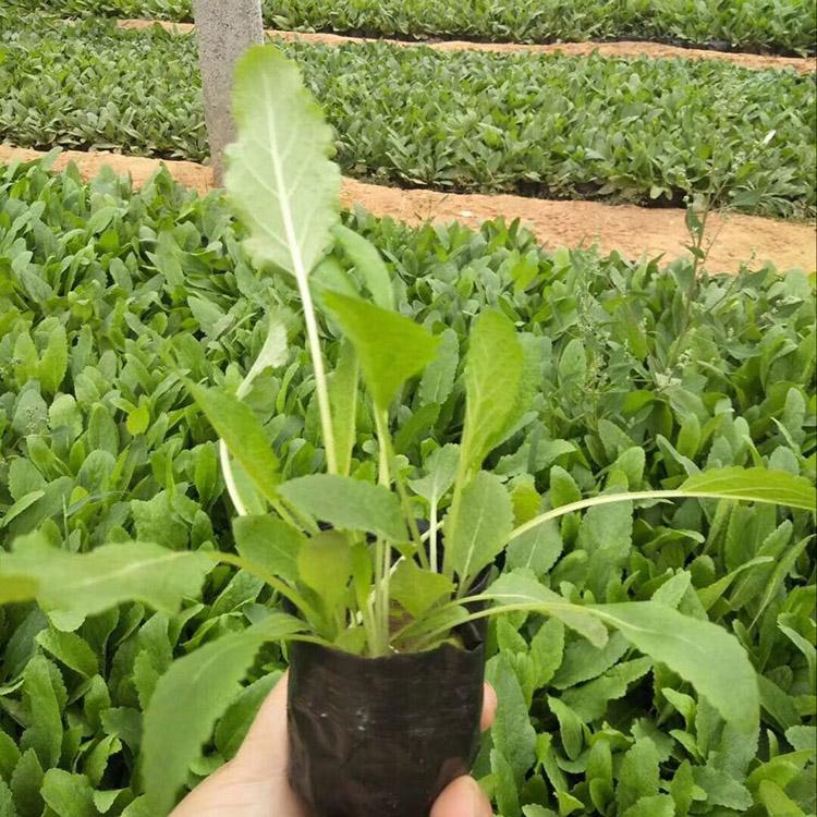 鼠尾草 地被鼠尾草 蓝花草花鼠尾草小苗 基地优价批发