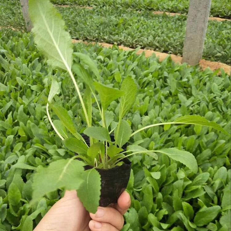 宿根鼠尾草 鼠尾草小苗 鼠尾草报价 苗圃货源
