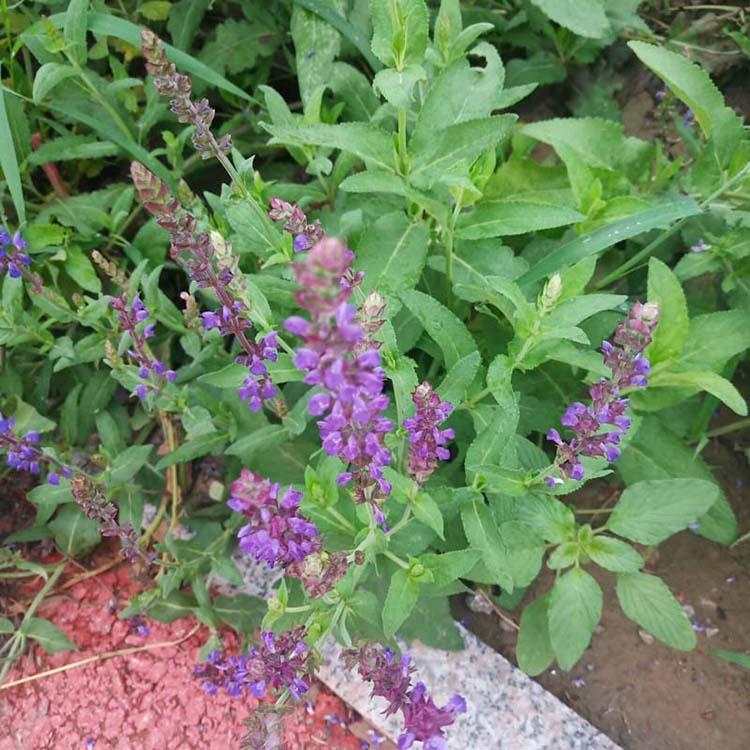 蓝花鼠尾草 鼠尾草批发商 鼠尾草报价 批量销售