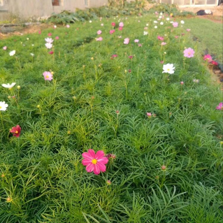 波斯菊 森瑜波斯菊_基地大量种植培养 波斯菊基地