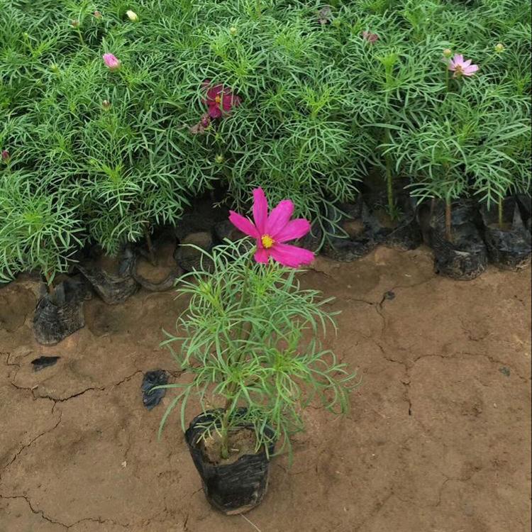 波斯菊 波斯菊行情 山东波斯菊 波斯菊小苗批发