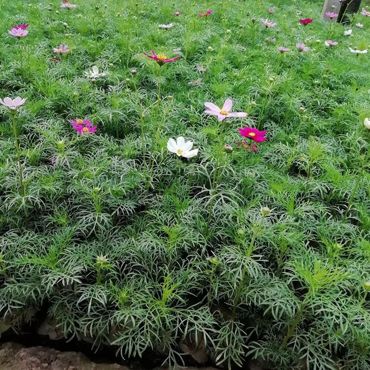 波斯菊 青州森瑜 基地种植波斯菊 波斯菊小苗批发