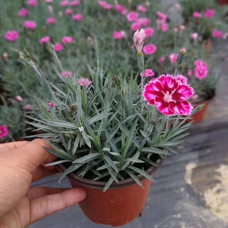 直销彩虹石竹 彩虹石竹供应 量大优惠 青州彩虹石竹
