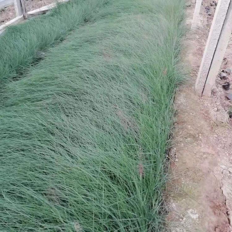基地出售 粉黛乱子草种植基地 青州粉黛乱子草种苗