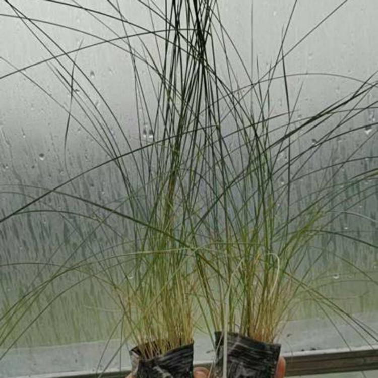 景观工程用 粉黛乱子草基地 山东粉黛乱子草种苗