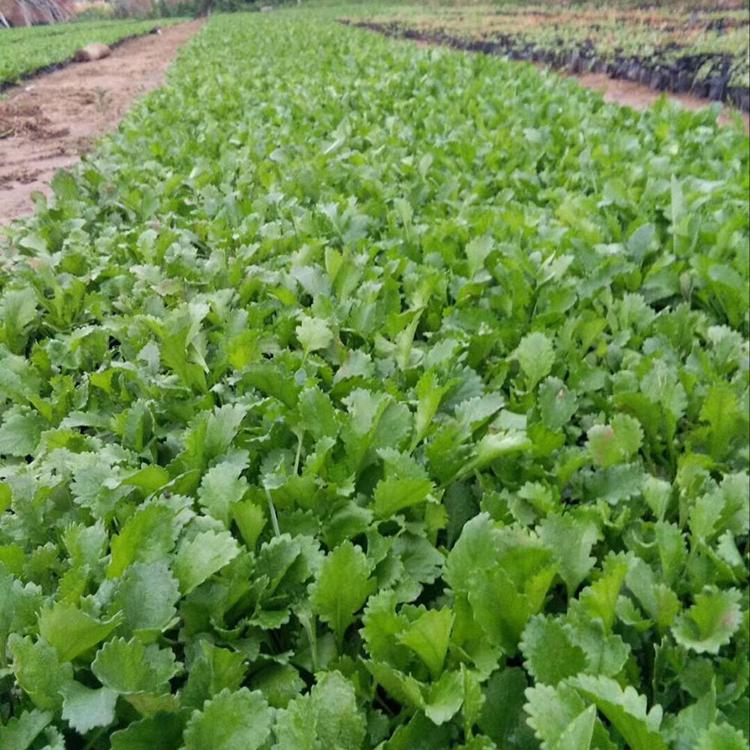 大滨菊行情 大滨菊基地直销 安徽大滨菊批发商