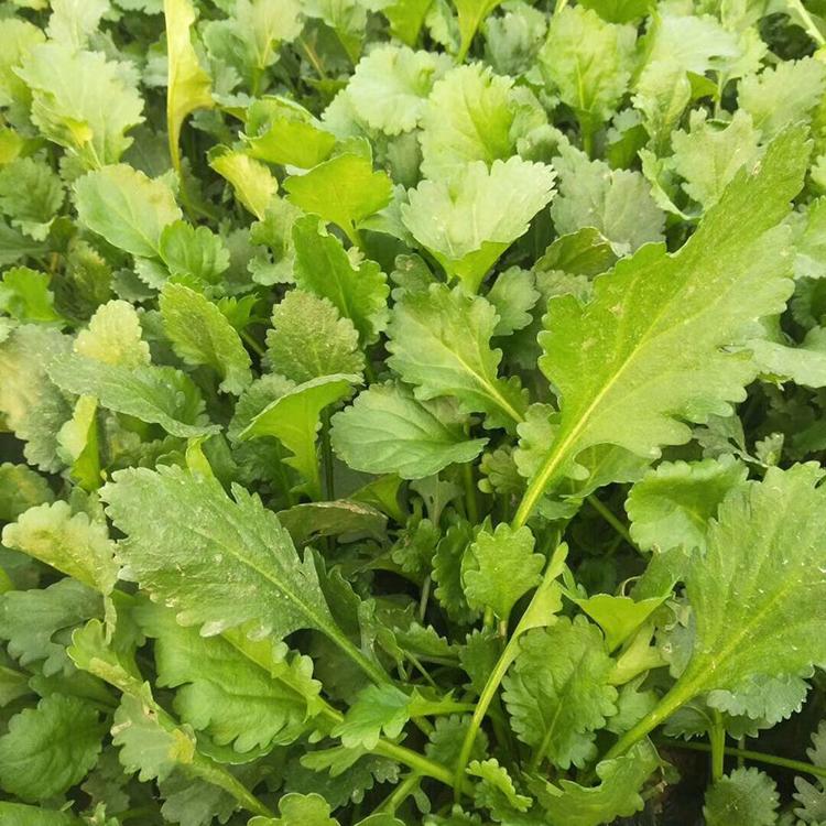 大滨菊报价 山东大滨菊 欢迎预定 绿化用大滨菊