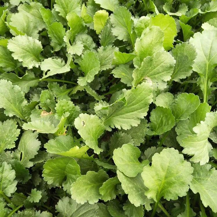 直销大滨菊 青州大滨菊价格 大滨菊预定 绿化用大滨菊