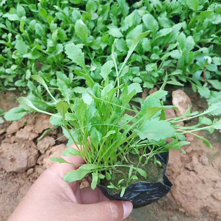 大滨菊小苗 批量销售大滨菊 欢迎预定 绿化用大滨菊