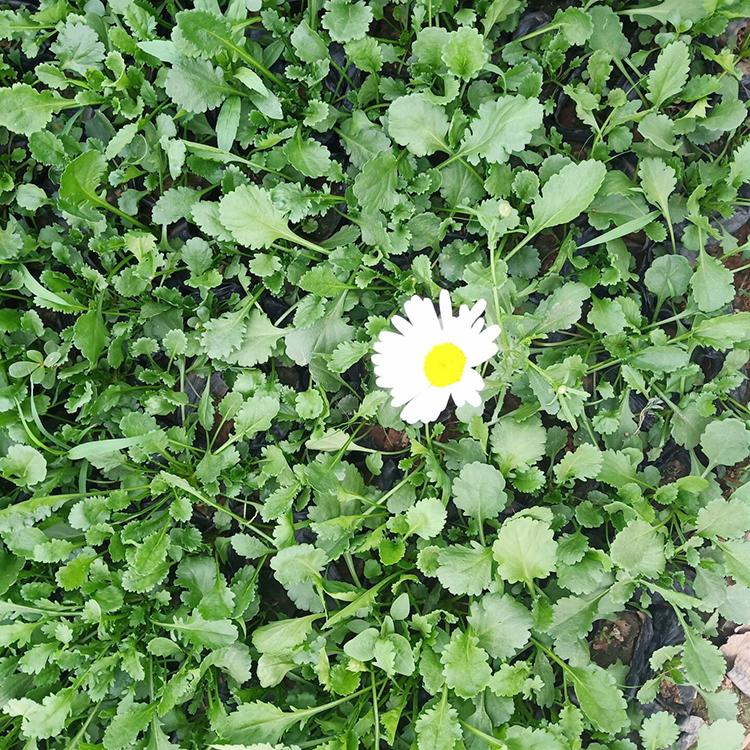 大滨菊报价 大滨菊基地直销 山东绿化用大滨菊基地