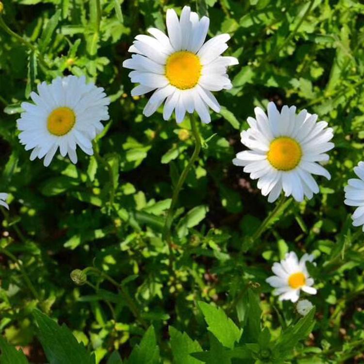 直销大滨菊 大滨菊 大滨菊预定 大滨菊批发报价