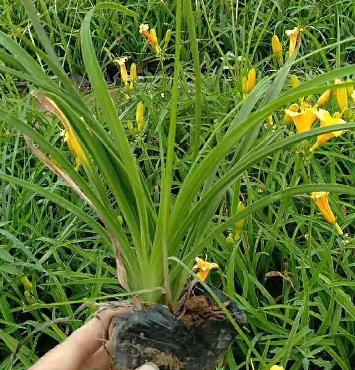 黄花金娃娃萱草 基地优价直供 金娃娃萱草杯苗
