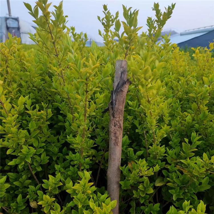 金叶女贞小苗 金叶女贞花坛用花 市场基地批发