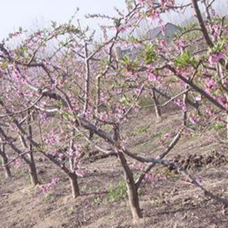 价格从优 桃树种苗 桃树种植基地