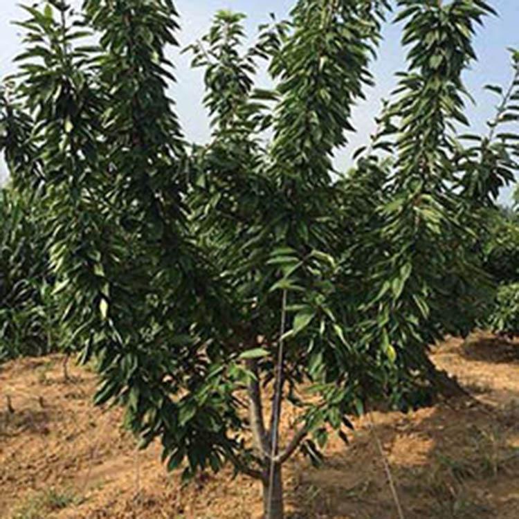 樱桃树种苗 基地供应 青州樱桃树价格