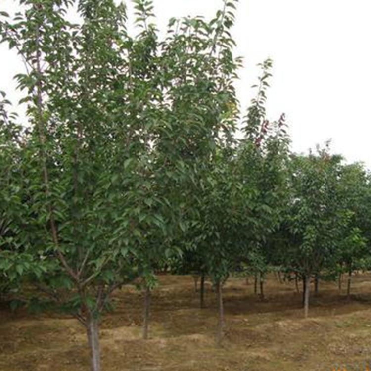 樱桃树种植基地 基地直销 青州樱桃树种苗
