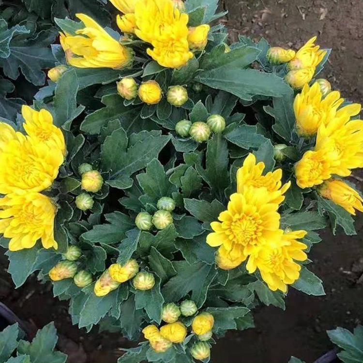 基地直售 盆栽国庆菊 青州宿根花卉 国庆菊批发