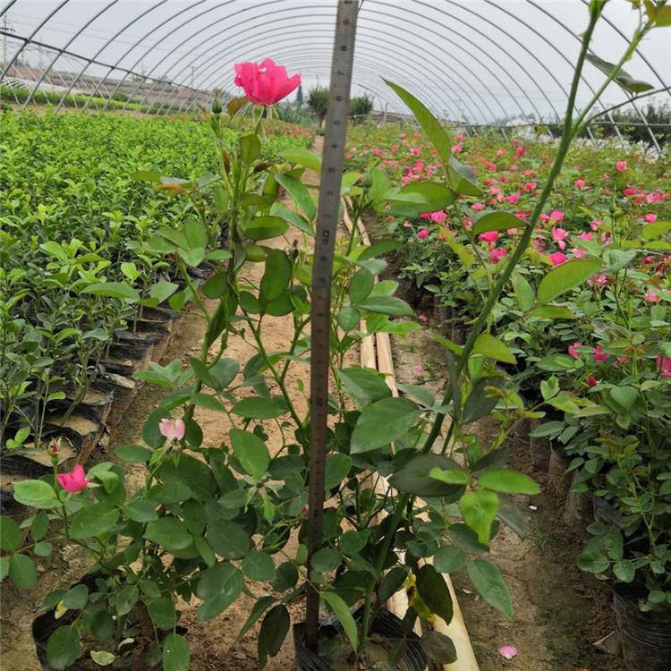 丰花月季花卉 丰花月季工程用苗 市场基地批发