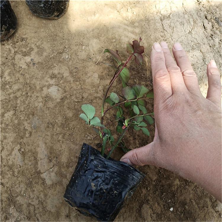 红帽月季批发价 红帽月季绿化苗木 市场基地批发