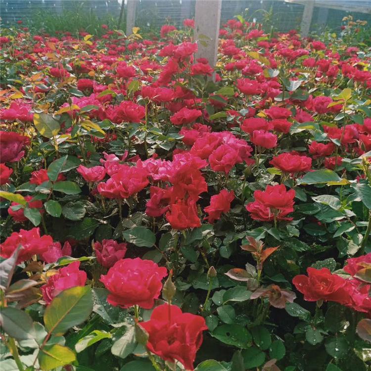 红帽月季易成活 红帽月季工程用苗 常年供应