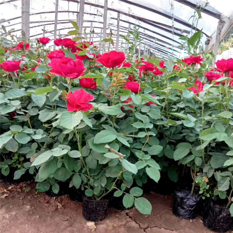 红帽月季花卉 红帽月季花坛用花 种植基地批发
