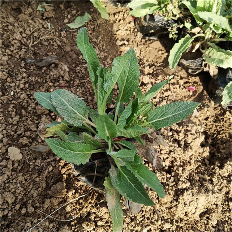 鼠尾草的价格 鼠尾草景区用苗 现货供应