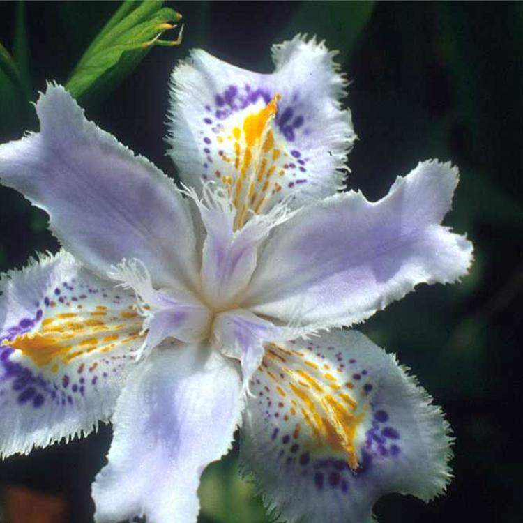 租摆草花三色堇  三色堇种植基地