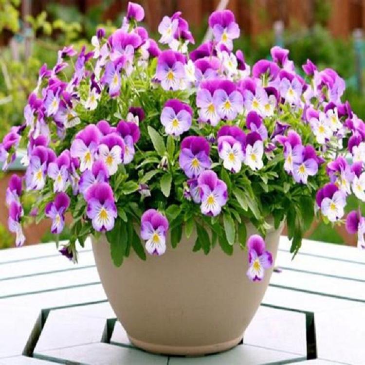 园林绿化蝴蝶花  蝴蝶花报价