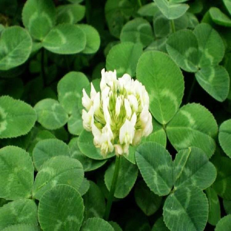批发供应草坪种子白花三叶草  白花三叶草报价