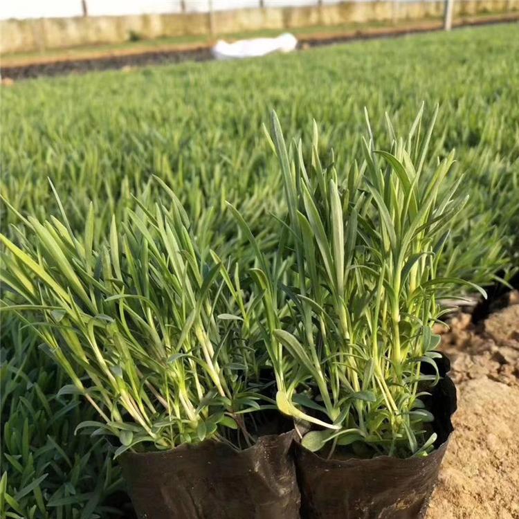 石竹小苗 石竹市政用苗 种植基地批发