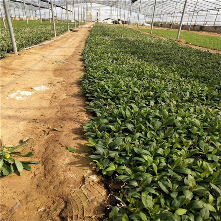 宿根福禄考量大从优 福禄考耐寒花卉 市场基地批发