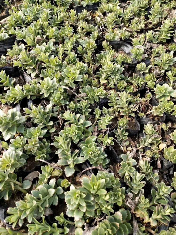八宝景天小苗   开花淡粉红色  观赏效果好  养护也简单易成活