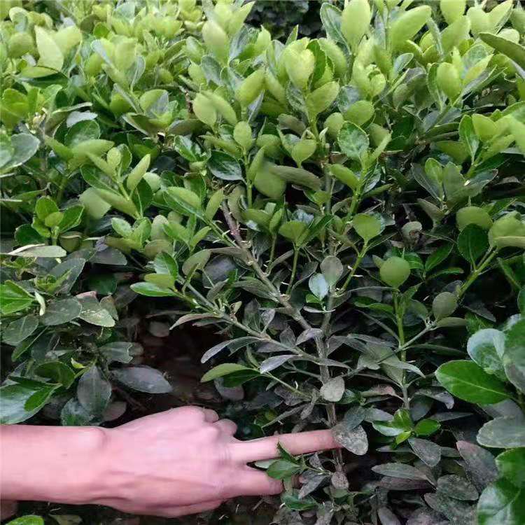 风景树冬青球  大叶黄杨供应批发  大叶黄杨苗圃种植
