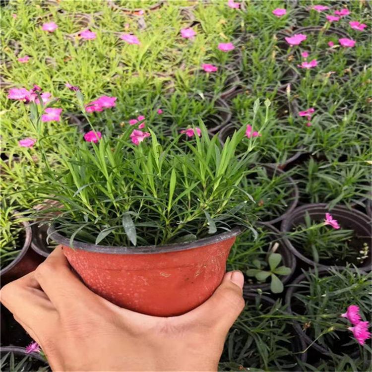 欧石竹花卉 欧石竹宿根花卉 常年批发