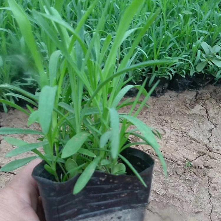 地被石竹种植基地  地被石竹哪里有  欢迎咨询