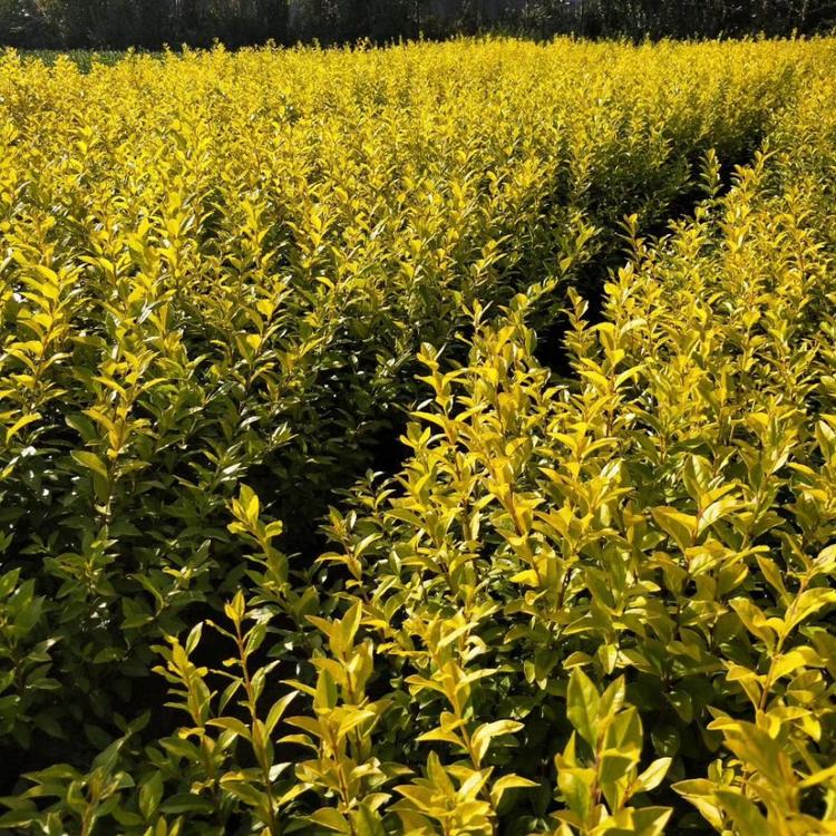 园林景观植物金叶女贞  金叶女贞行情