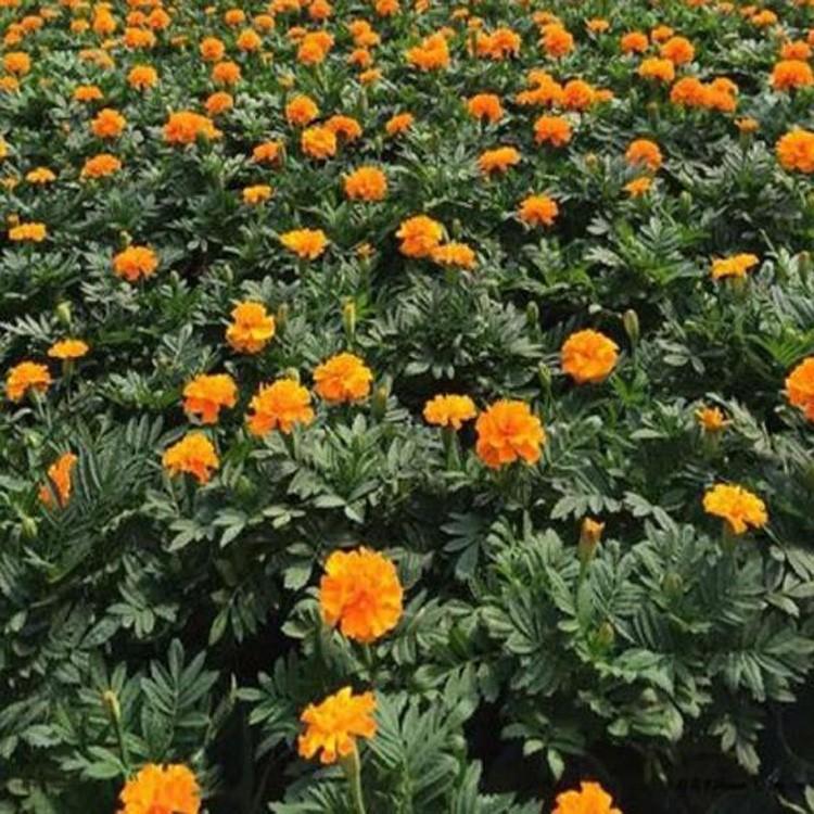孔雀草价格 运来孔雀草报价 基地培育孔雀草