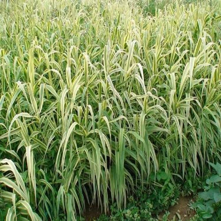 芦苇价格 芦苇直销 芦苇培育基地 直销报价 量大更优惠