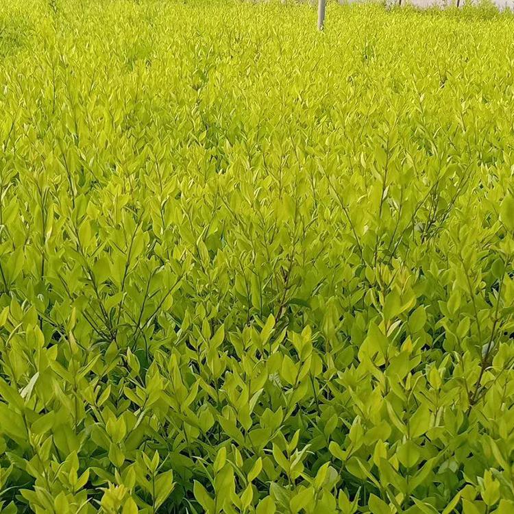 欢迎预定  金森女贞小苗 大杯金森女贞大量种植培育