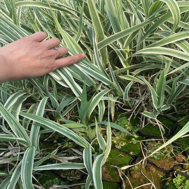 山东花叶芦苇杯苗 苗圃批发 花叶芦苇杯苗销售
