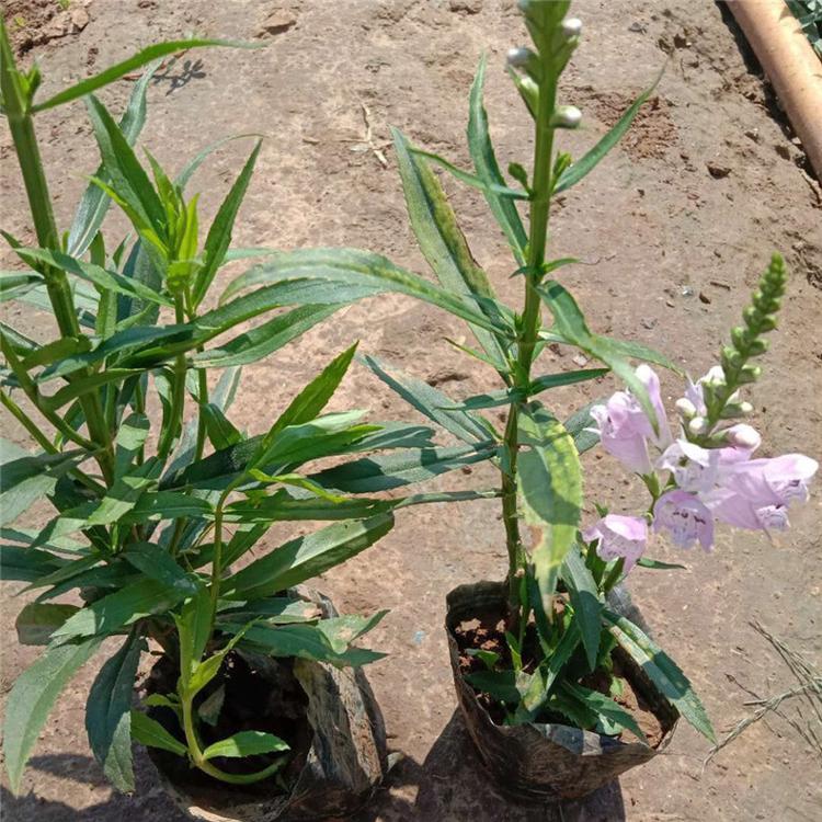 假龙头杯苗 假龙头宿根草花 国庆草花批发