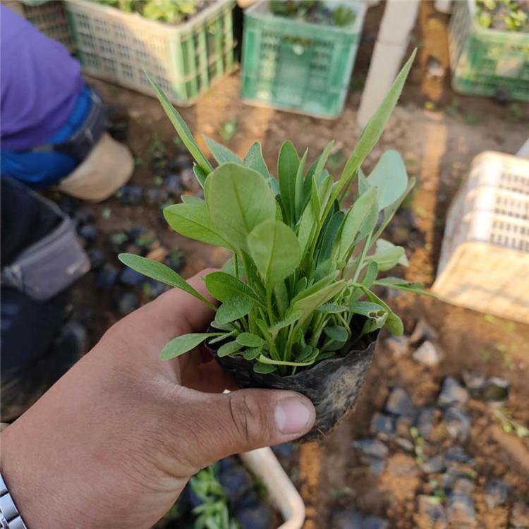 金鸡菊种植基地 花卉基地报价 山东金鸡菊基地
