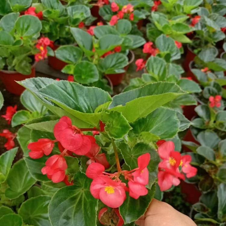 绿化植物  大花海棠供应 大花海棠供应商