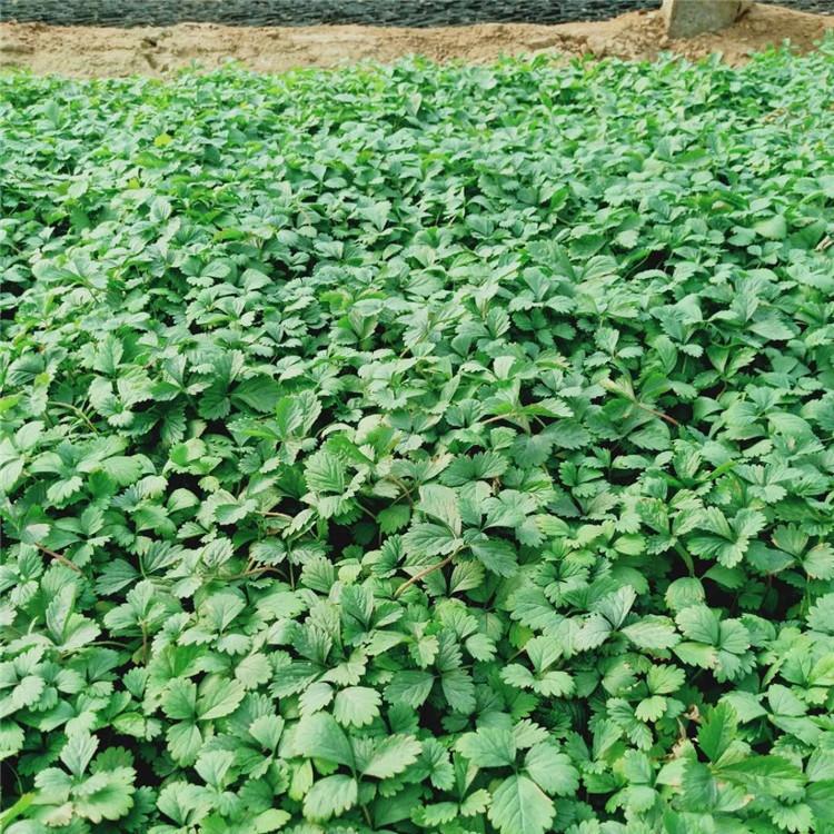 绿化用苗  蛇莓小苗   蛇莓种植基地  蛇莓报价