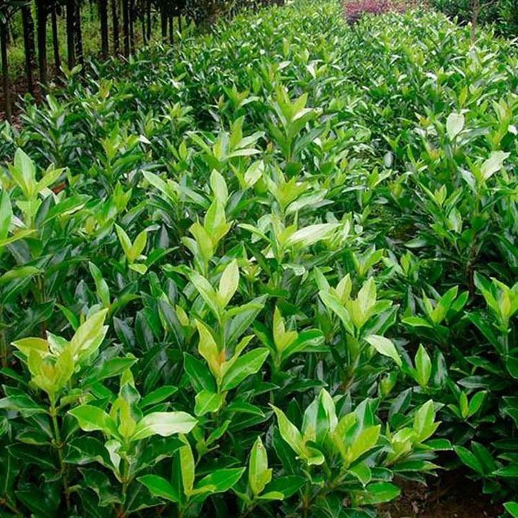 大叶黄杨杯苗 冬青工程苗木 种植基地批发